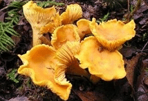 fungo gallinaccio