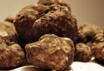 tartufi